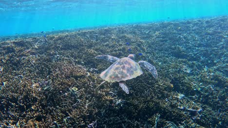 Snorkeling-In-Crystalline-Water-With-Green-Sea-Turtles-In-Clear-Ocean