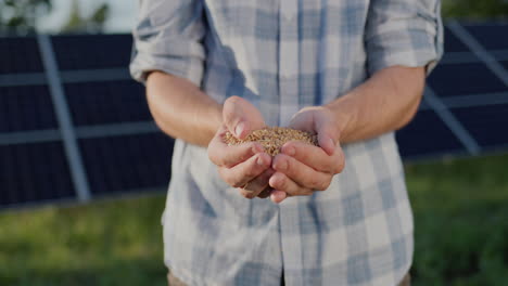 man holds a handful of wheat in his hands. the panels of the solar power plant are visible in the background. organic farming concept