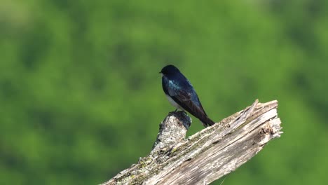 Una-Golondrina-De-árbol-Sentada-En-Un-Tocón-De-árbol-Muerto