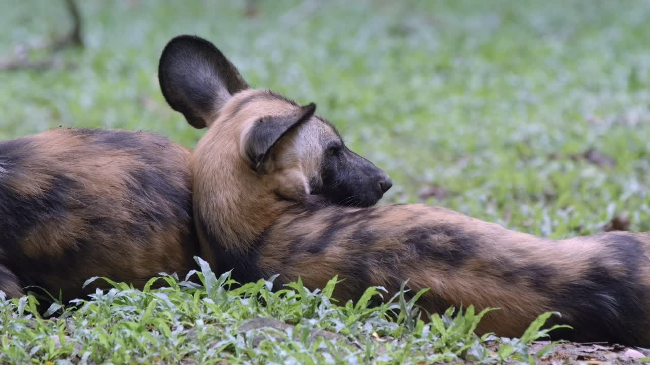 cerca de un perro salvaje africano en peligro de extinción que se encuentra en el suelo del zoológico para descansar