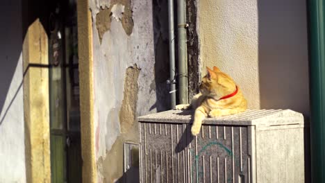 yellow cat resting on street.