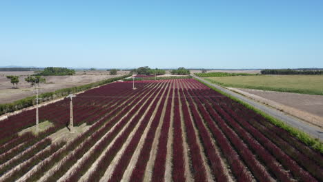 volando sobre hileras de flores rojas de protea en una plantación agrícola en portugal