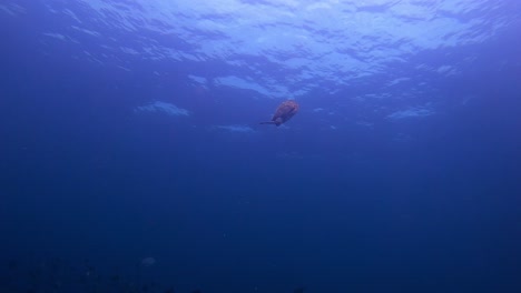 Turtle-swimming-down-to-a-coral-reef-for-food