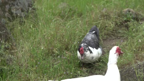 on natural open farm wildlife 2 geese in natural environment