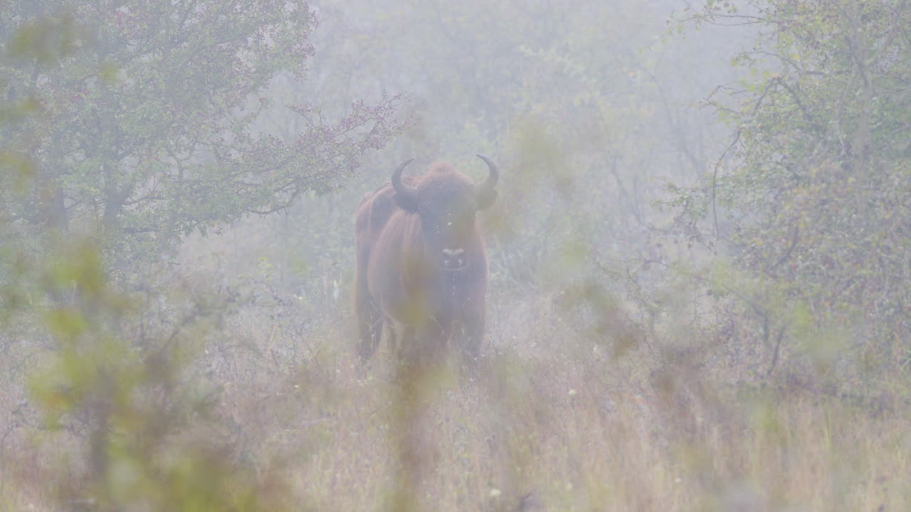 Europæisk bison tyr (Bonasus) kigger ind i kameraet, tåget, Tjekkiet