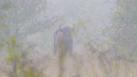 European-bison-bonasus-bull-looking-into-the-camera,foggy,Czechia