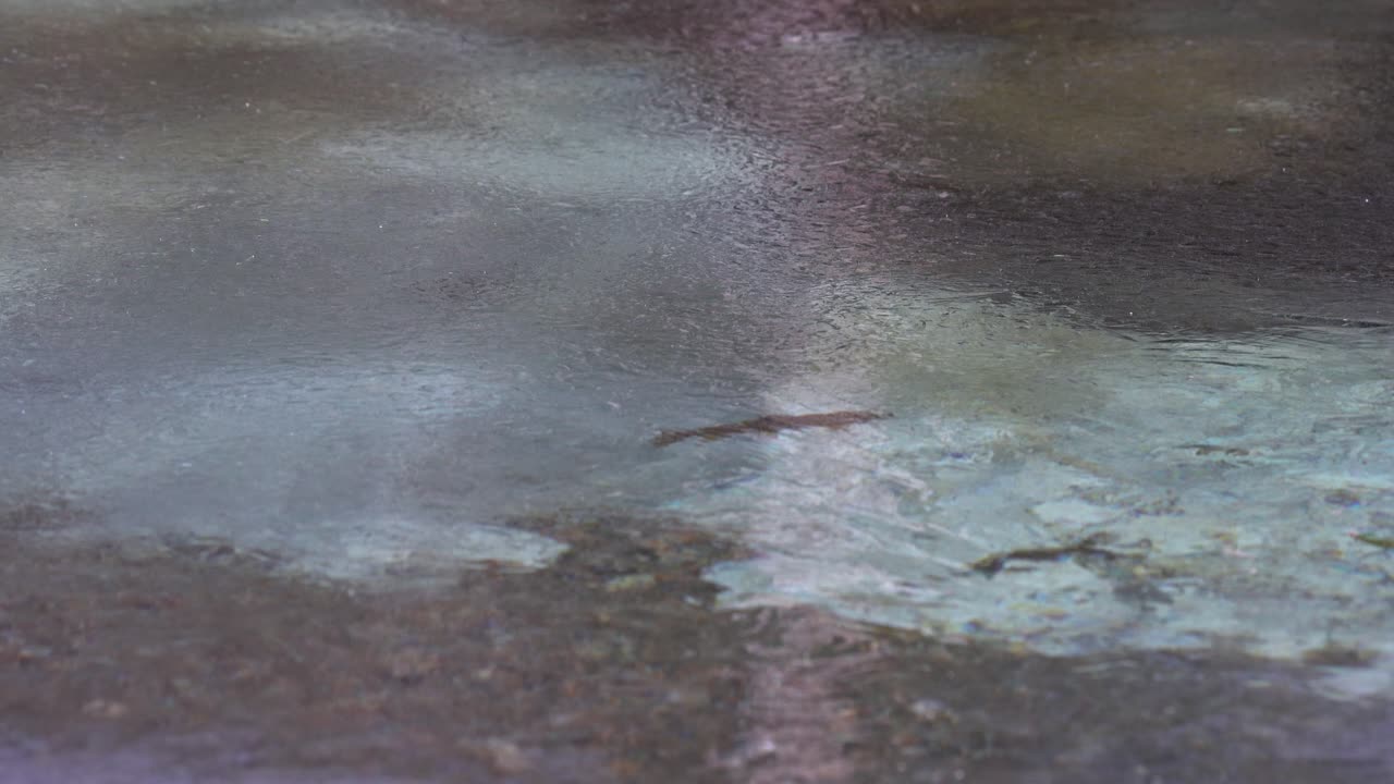 bjergørre svømmer langsomt opstrøms under is på den frosne flodoverflade.