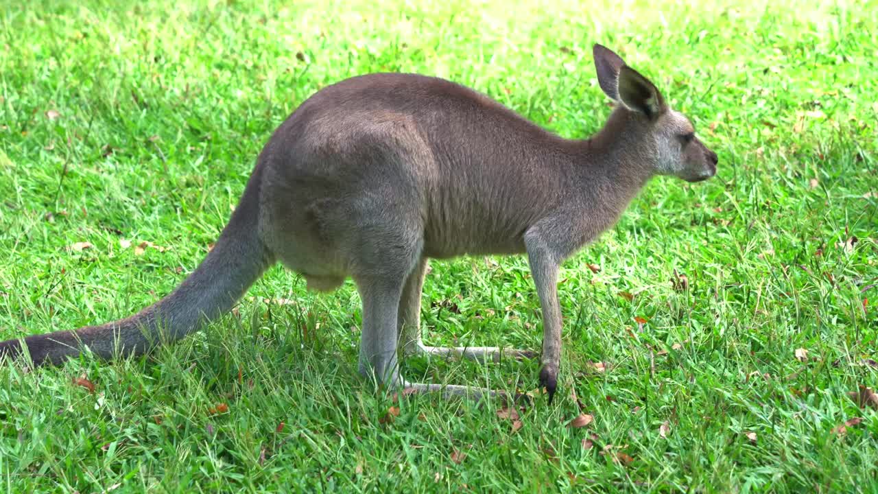 canguro gris oriental macho gracioso, macropus giganteus rascándose las pelotas con picazón y pastando en la hierba verde en la llanura abierta, especie nativa de vida silvestre australiana, tiro de cerca