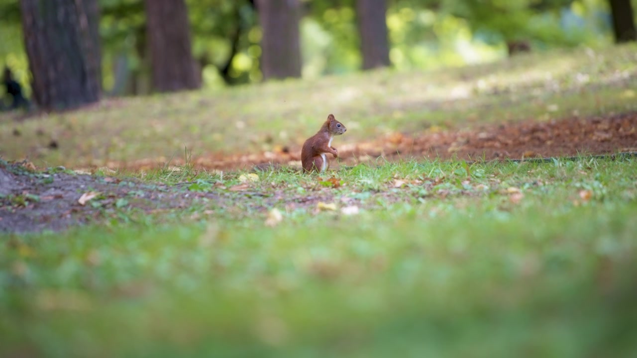 Squirrel sitting on the grass