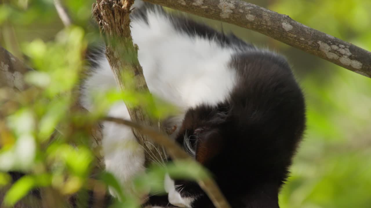 Black and white cat climbing in a tree, surrounded by green leaves outdoors