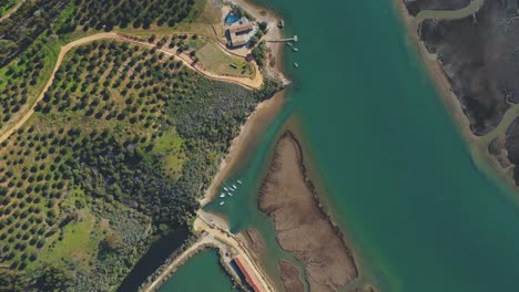 vista de arriba hacia abajo sobre los olivos del río mira en tierras agrícolas
