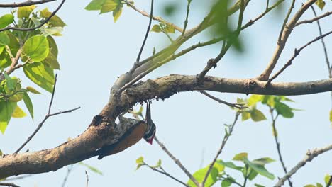 greater flameback, chrysocolaptes guttacristatus, huai kha kaeng wildlife sanctuary, thailand