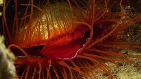 Big-electric-flame-shell--feeding-close-up