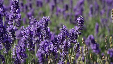 butterfly flying in the middle of beautiful blooming lavender field