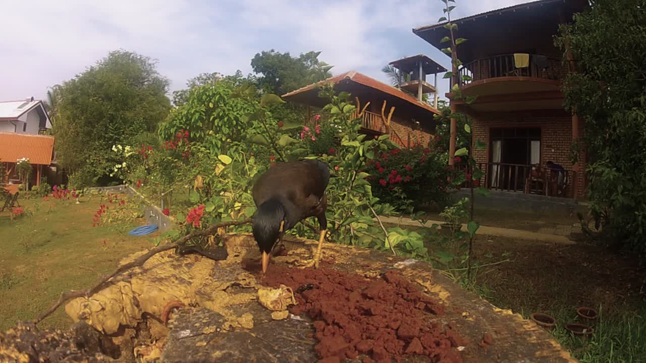 다람쥐, 공작새, 까마귀 - 다른 새들 - 스리랑카 탕갈레의 새 모이통에서 먹이기