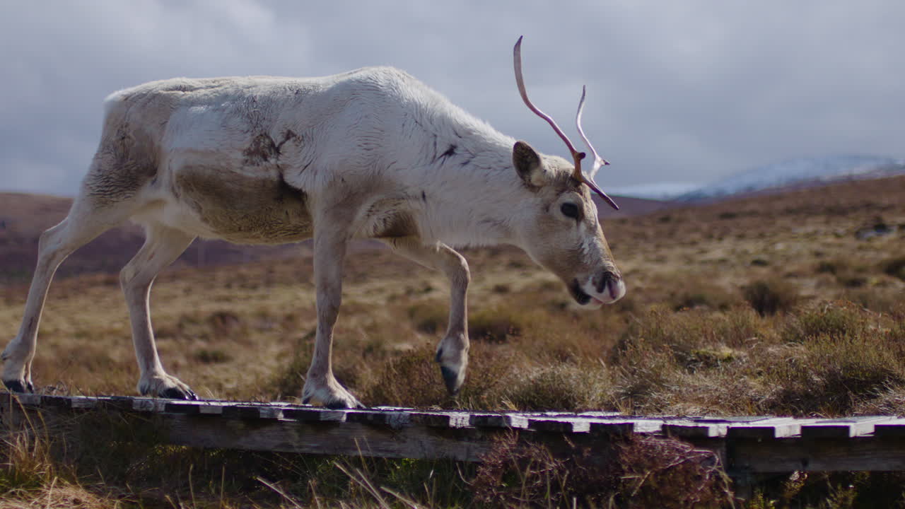 나무 길 을 고 있는  을 가진 임신 한 암 사