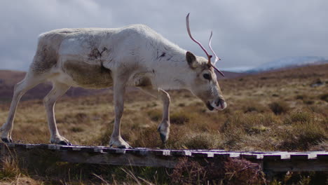 pregnant female reindeer with antlers walking on wooden path