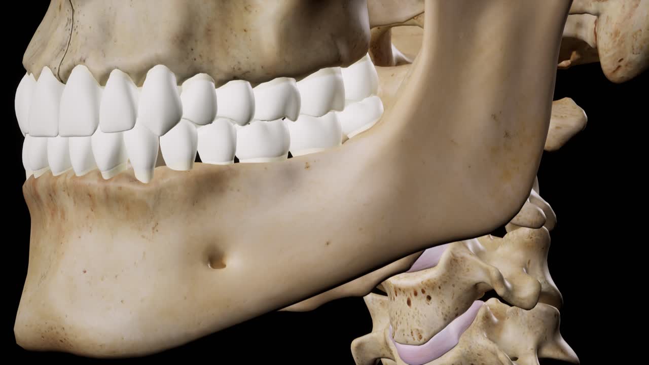 esqueleto humano detallado. animación en 3d.