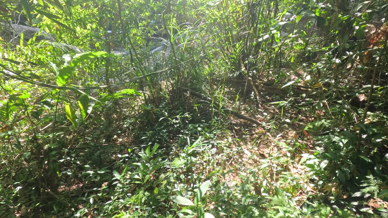 la luz del sol pasa a través del follaje verde exuberante.