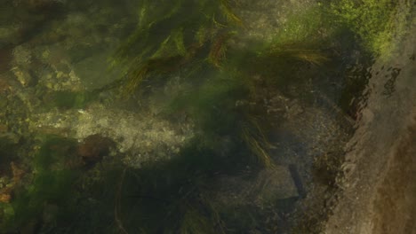 slow pan of moss under the water