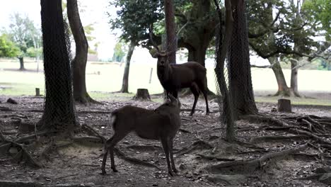 un par de ciervos de pie el uno al lado del otro en el parque de ciervos nara