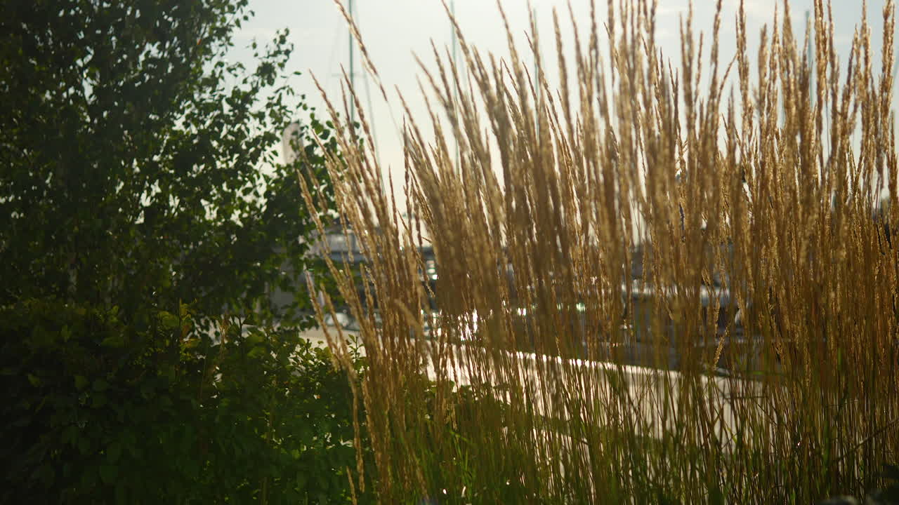 빛으로 뒷빛을 받은 높은 장식 잔디와 배경에 부드러운 초점의 물 풍경