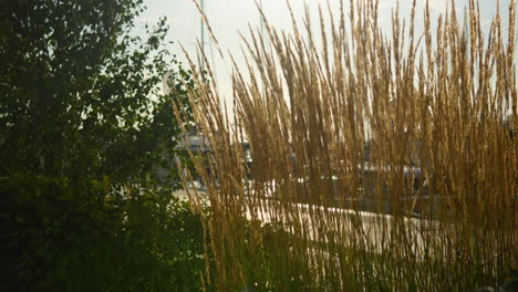 Tall-ornamental-grasses-backlit-by-sunlight-with-a-soft-focus-water-landscape-in-the-background