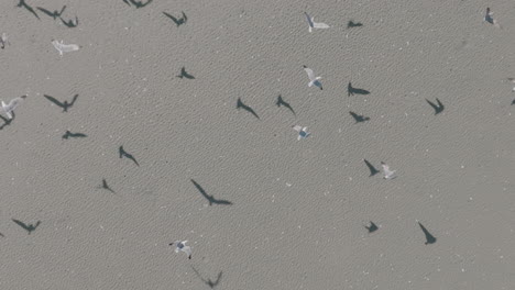 Slow motion aerial zoom out of seagulls flying from a beach in Costa Mesa, California