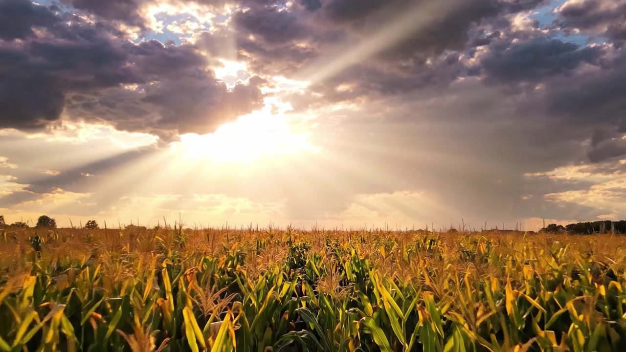 A Breathtaking Sunrise Over a Lush Cornfield Illuminated by Sunbeams Breaking Through Dramatic Clouds, Creating a Serene Agricultural Landscape