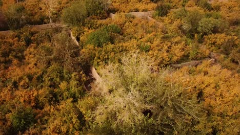 Drohnenaufnahme-Einer-Weiten-Luftaufnahme-Der-Landschaft-Wunderschöner-Gärten-Im-Iran-Im-Herbst,-Wintersaison,-In-Der-Granatapfelfrüchte-Geerntet-Werden,-Um-Weinsaft-Und-Frische-Kochprodukte-Der-Persischen-Küche-Vor-Ort-Herzustellen