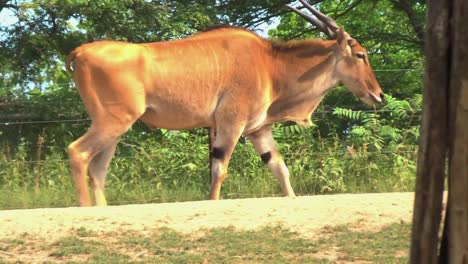 An-antelope-walking,-side-shot