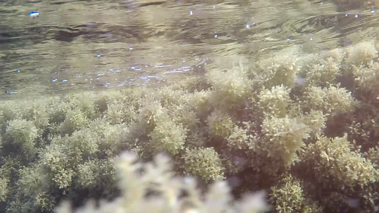 Seaweed swaying in the ocean waves. underwater videos.