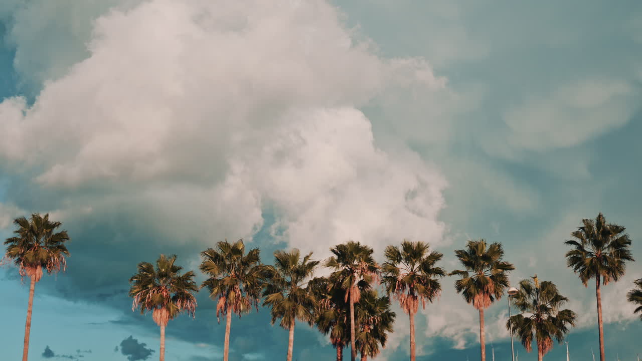 Row of tall palm trees standing against a dramatic sky filled with large clouds