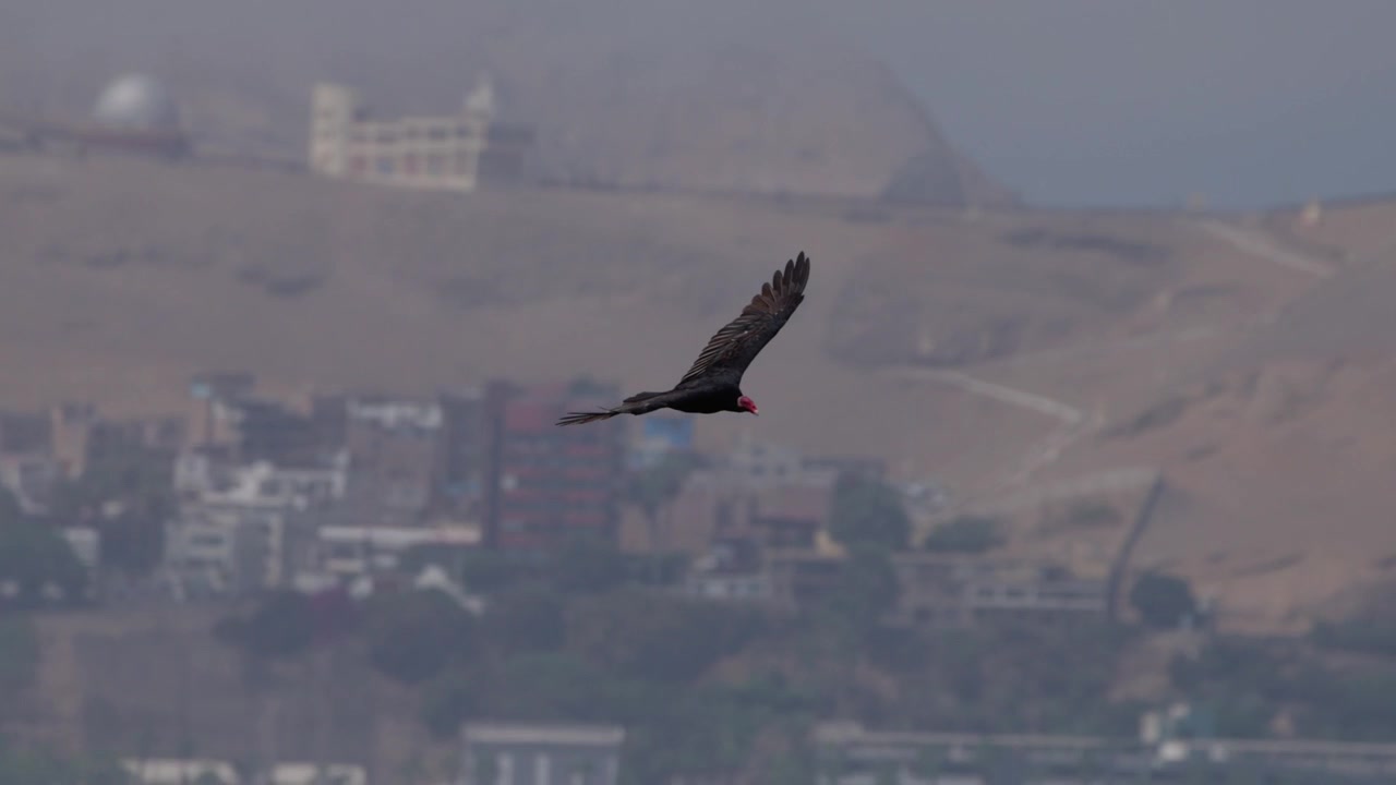 Avvoltoio collorosso che plana sopra le colline di Chorrillos con edifici urbani sullo sfondo, volteggiando e girando in volo su Lima, Perù, comportamento naturale nel cielo aperto, nessuna persona presente