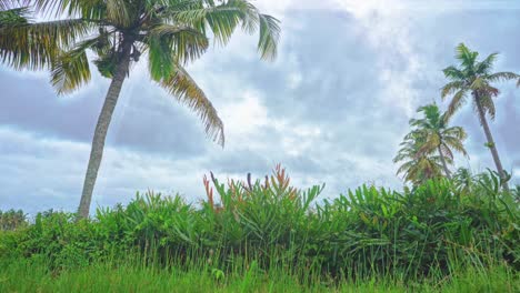 -Bottom-up-shot-of-coconut-tree-,It-is-raining-inside-a-coconut-grove-,Dark-sky,-Ready-to-rain-,-Coconut-grove-full-of-grass