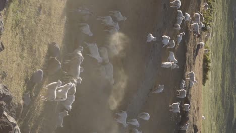 a flock of sheep at dawn grazing in a field in patagonia, argentina