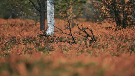 Buntes-Unterholz,-Das-Den-Boden-In-Der-Herbstlichen-Tundra-Bedeckt