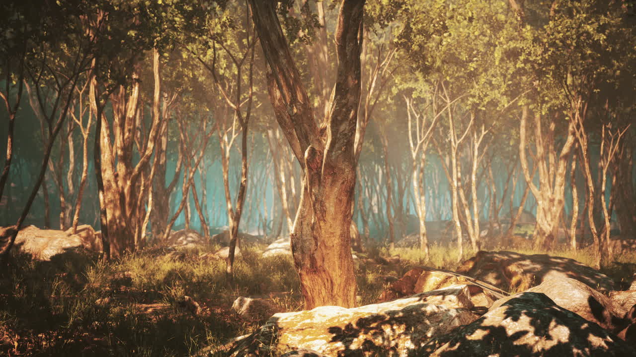 배경 에 안개 가 있는 어두운 숲