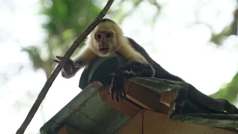 White-faced-capuchin-monkey-relaxing-on-roof-of-shelter-in-Manuel-de-Antonio