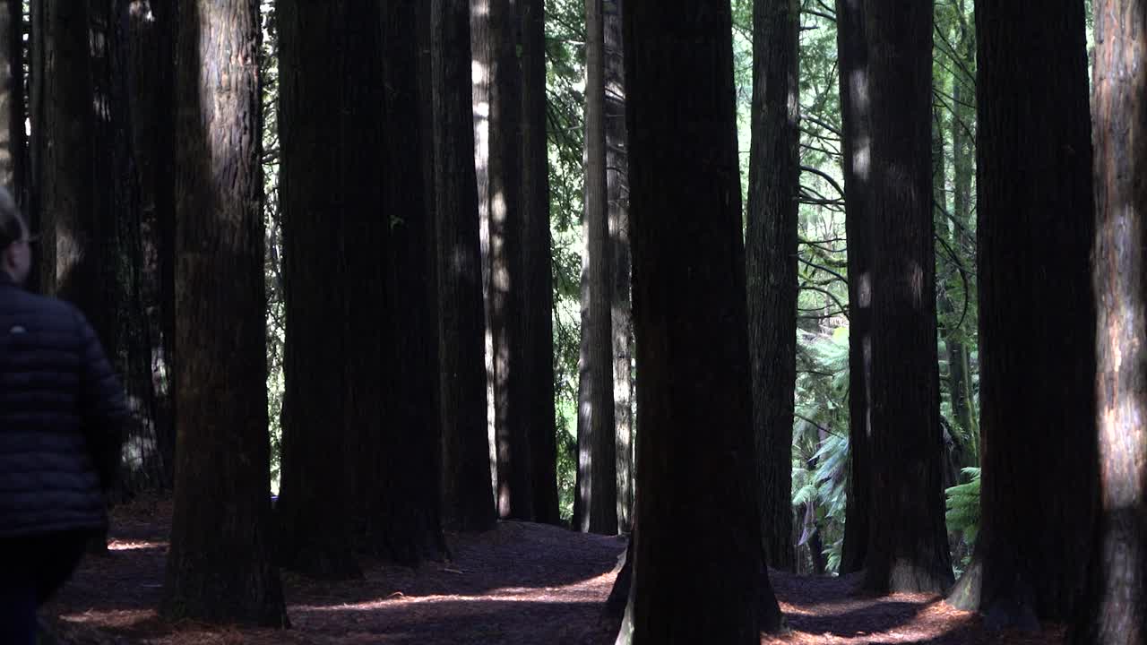 Ragazza che cammina ed esplora una foresta di eucalipti rossi californiani, indossando una giacca Kathmandu.