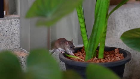 a mouse investigates a potted plant indoors