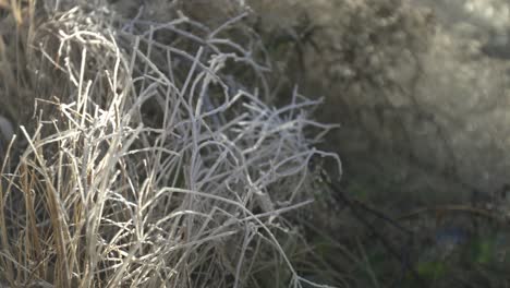 Dried-up-weeds-at-flowing-valley-waters-of-Idaho