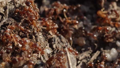 colonia de hormigas moviéndose salvajemente en el caos primer plano todavía macro tiro durante el día