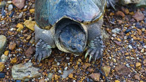 common snapping turtle camera is static front view from above