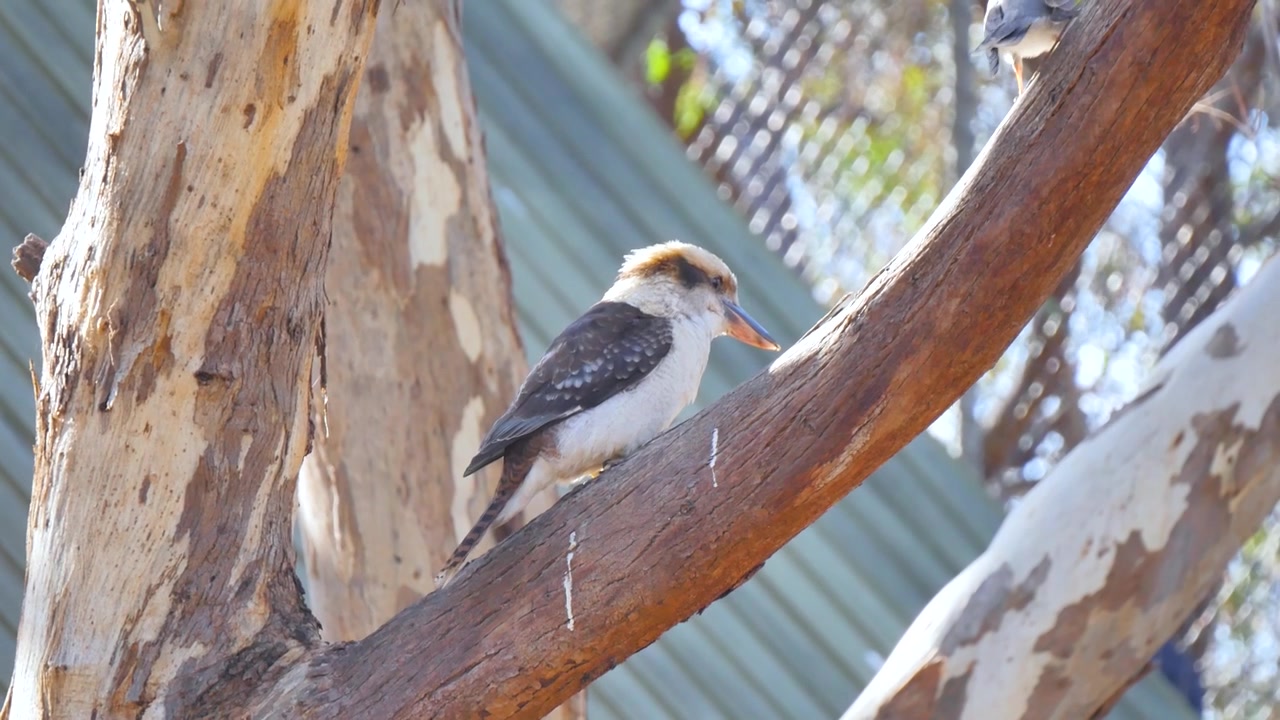 Kookaburra-lintu puun oksalla.