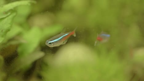 neon tetra fish in an aquarium