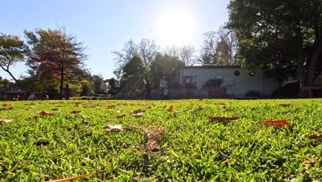 leaves falling on a grassy field