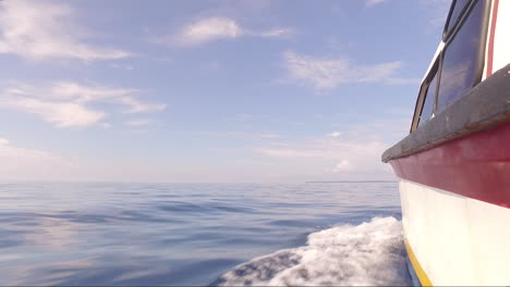 swimming dolphins along the boat