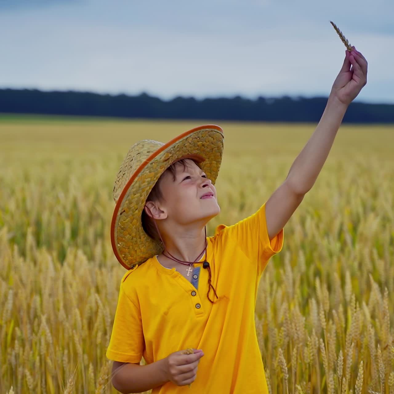Little kid in agriculture land. Boy in straw hat holds wheat spikelets and looks at the ripeness. Little farmer on yellow field.