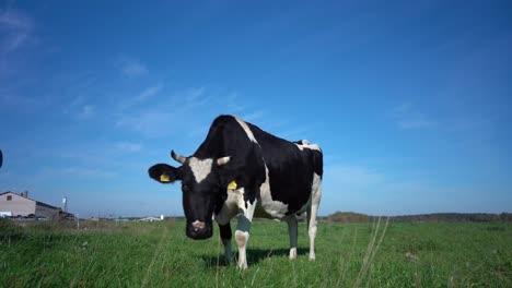 koe kijkt naar de camera en snuift eraan